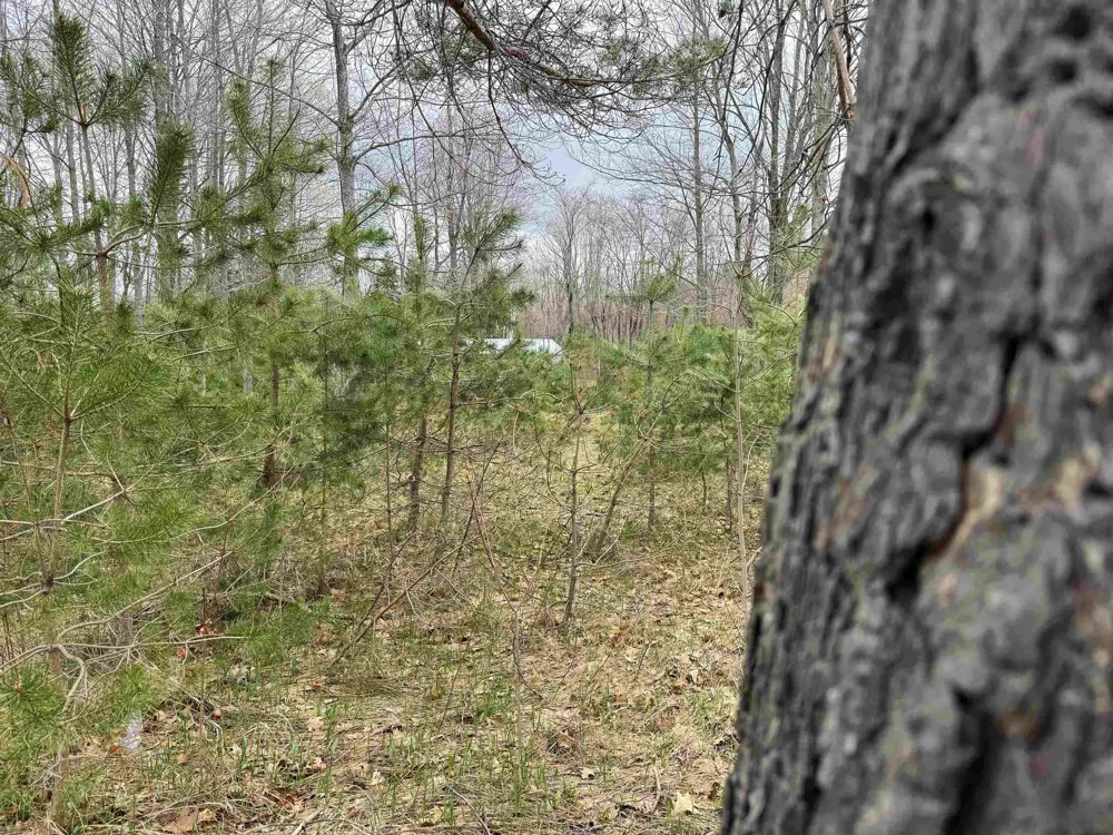 NE County Road 612 Coldsprings Township, MI 49646