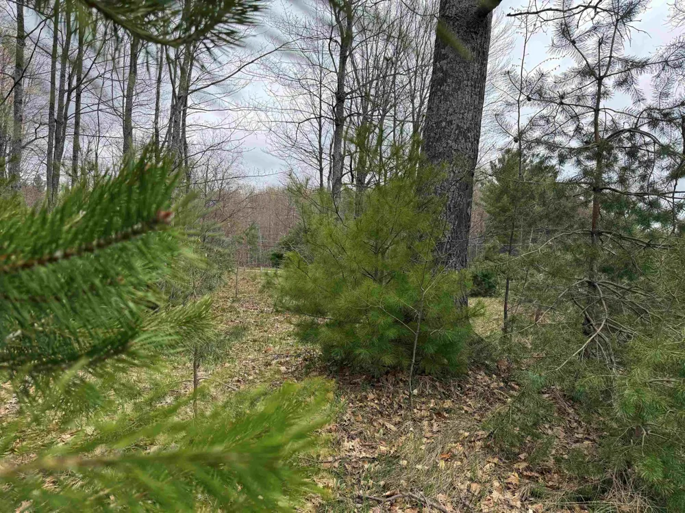 NE County Road 612 Coldsprings Township, MI 49646