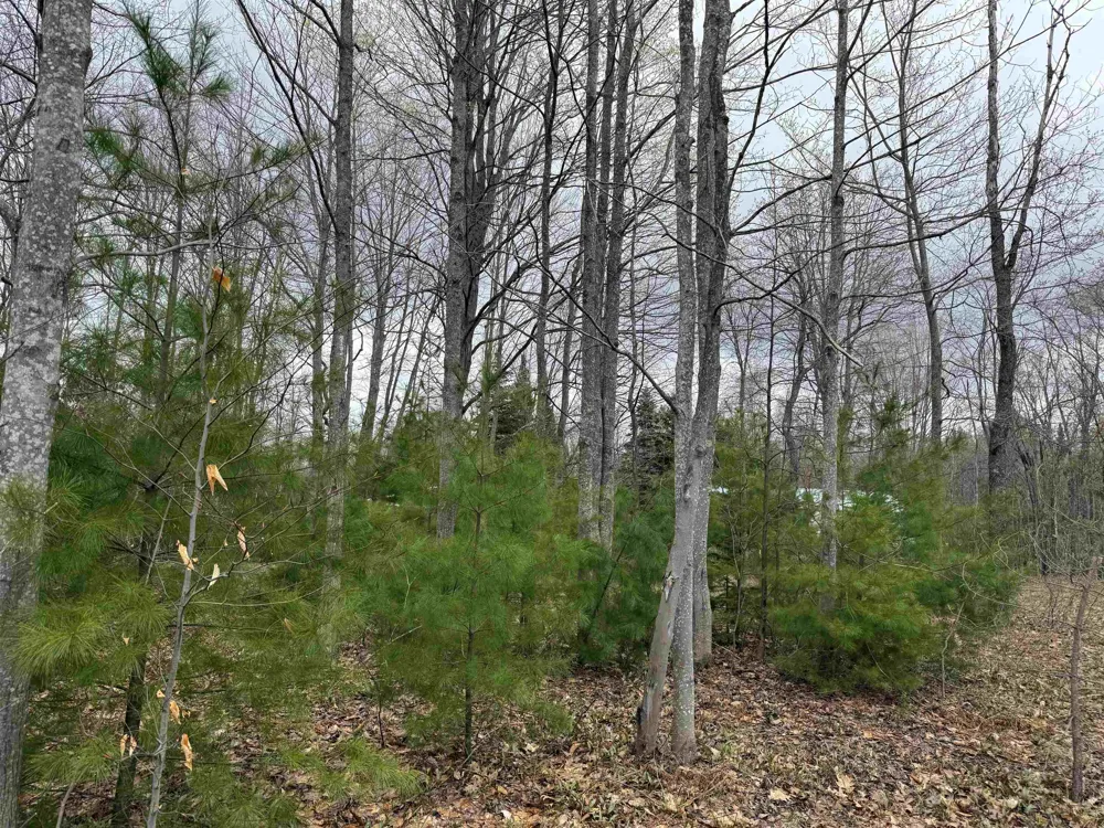 NE County Road 612 Coldsprings Township, MI 49646