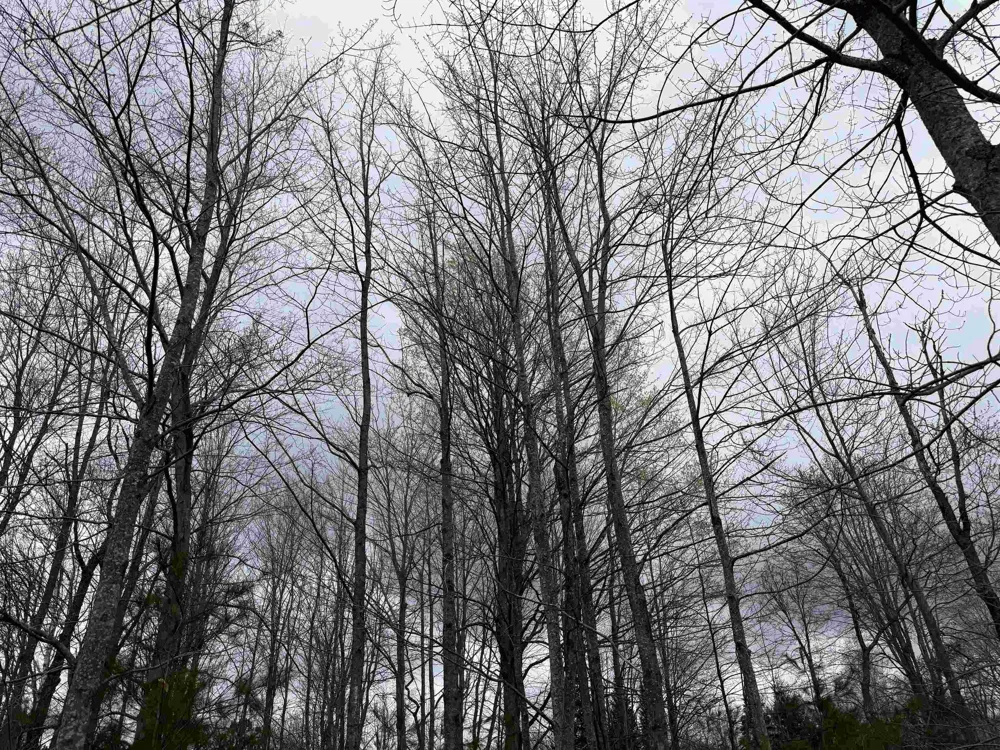 NE County Road 612 Coldsprings Township, MI 49646