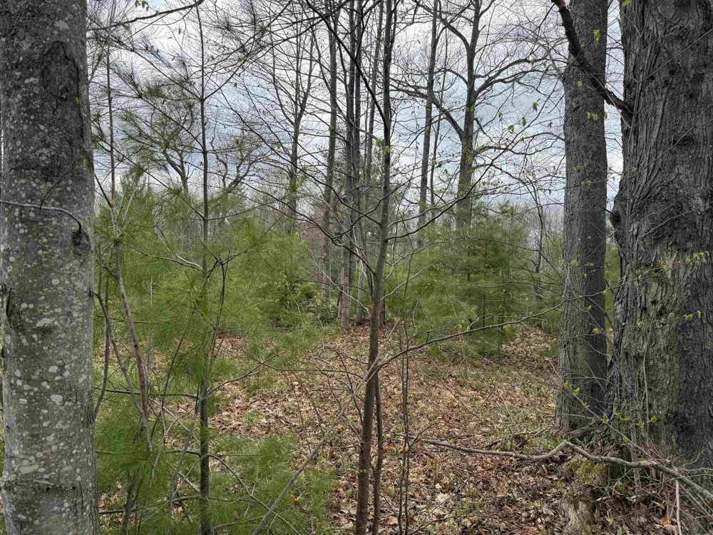 NE County Road 612 Coldsprings Township, MI 49646
