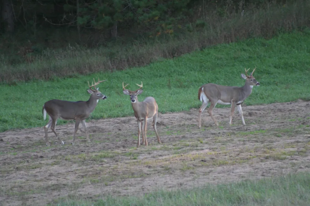 2486 S Adams Road Mikado Township, MI 48737