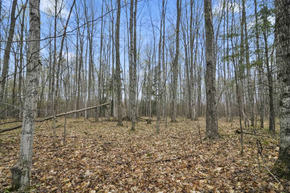 2561 E Johnson Road Norwich Township, MI 49651
