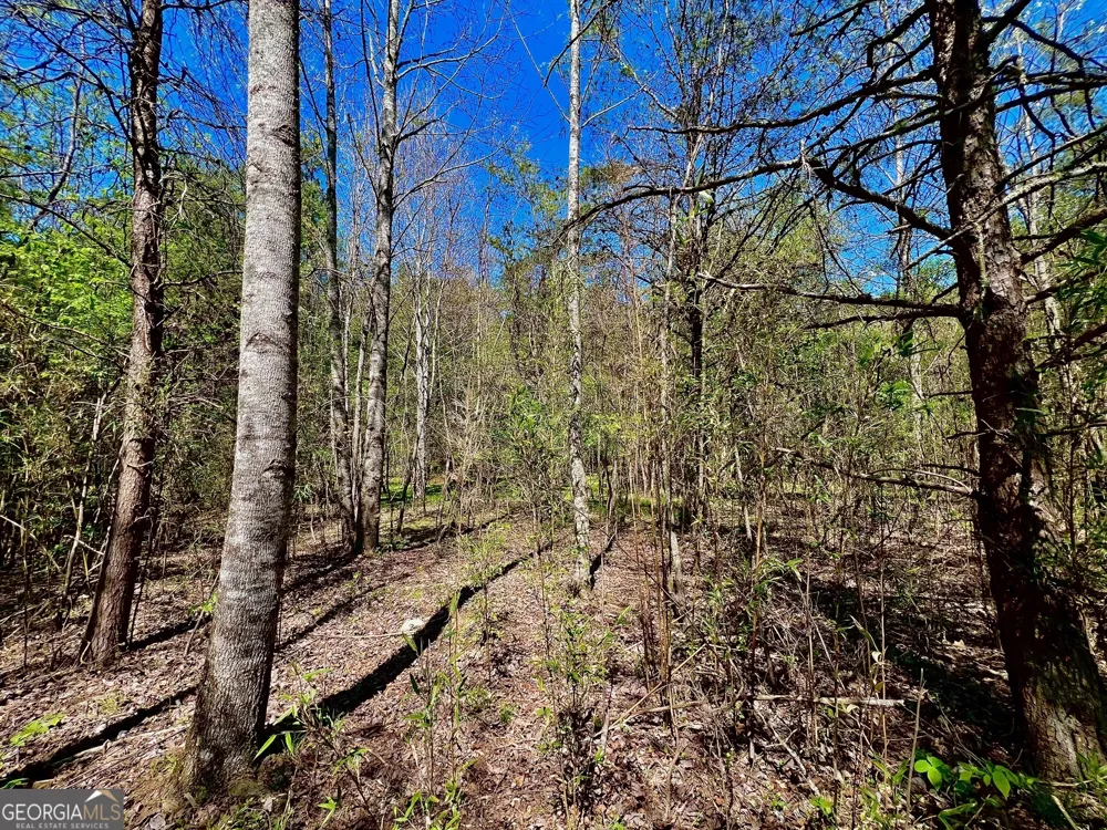 0 Toccoa River Forest Mineral Bluff, GA 30559