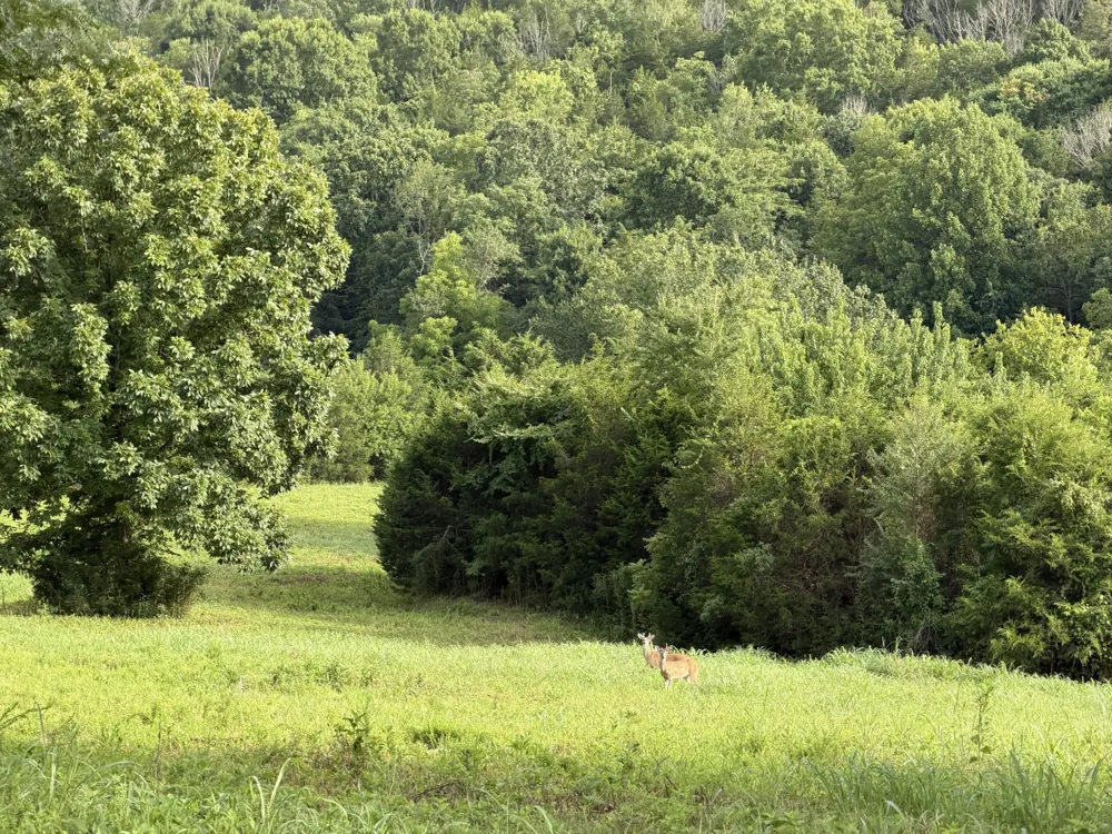 2370 Patton Hollow Rd Watertown, TN 37184