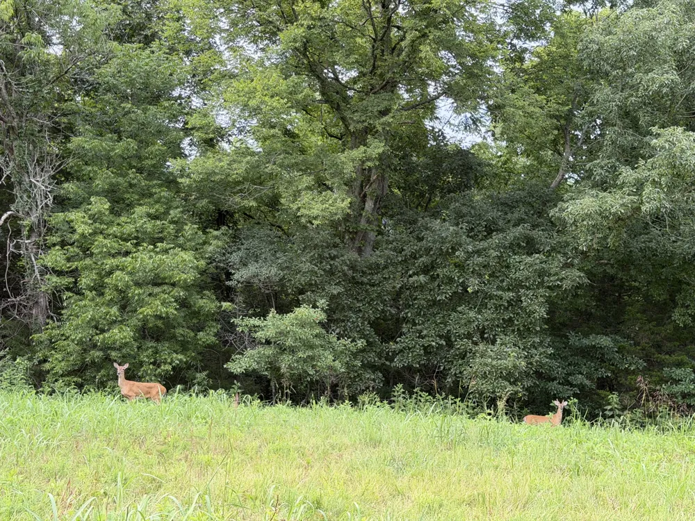 2370 Patton Hollow Rd Watertown, TN 37184