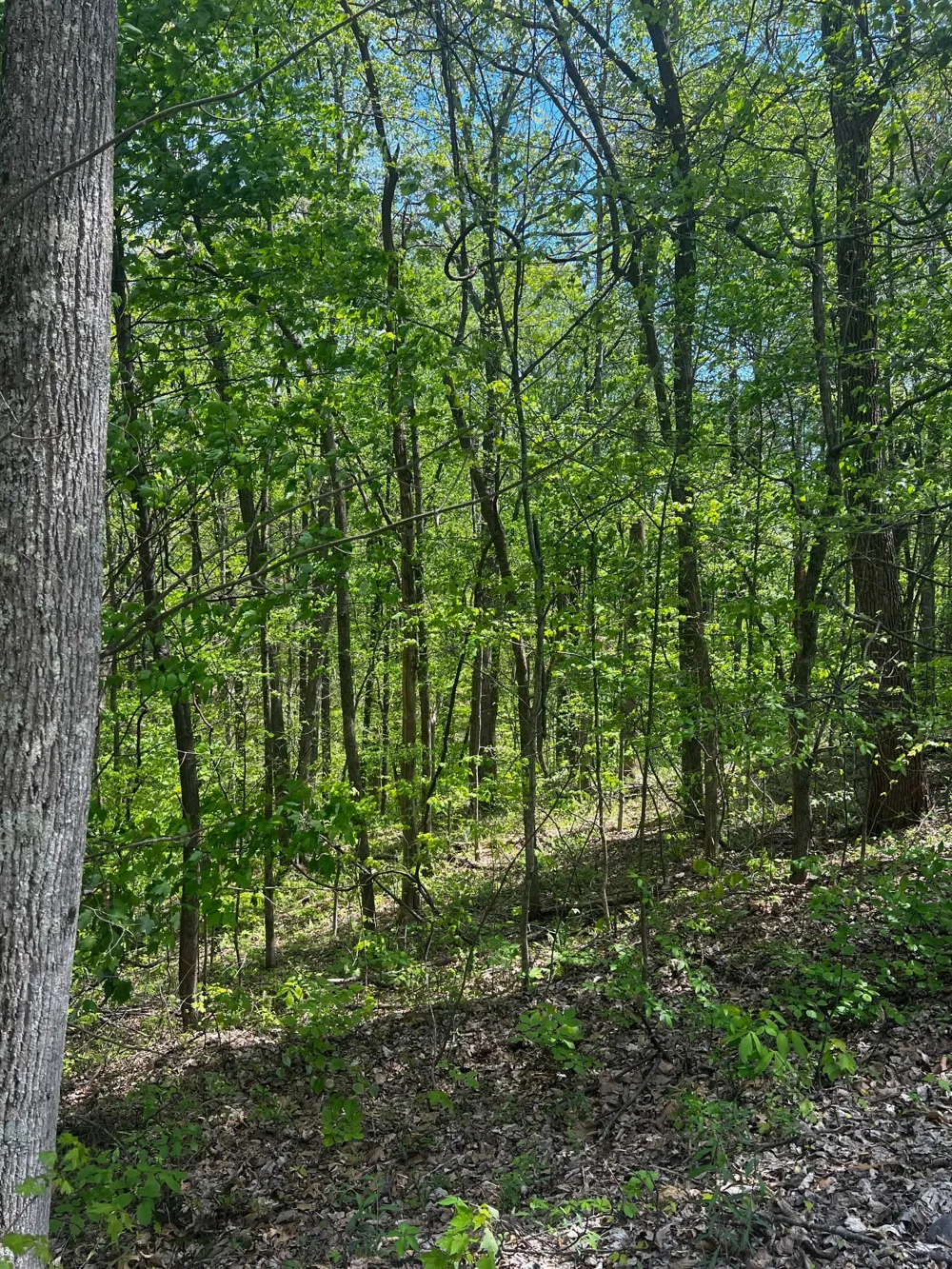 0 Lola Dr Smithville, TN 37166