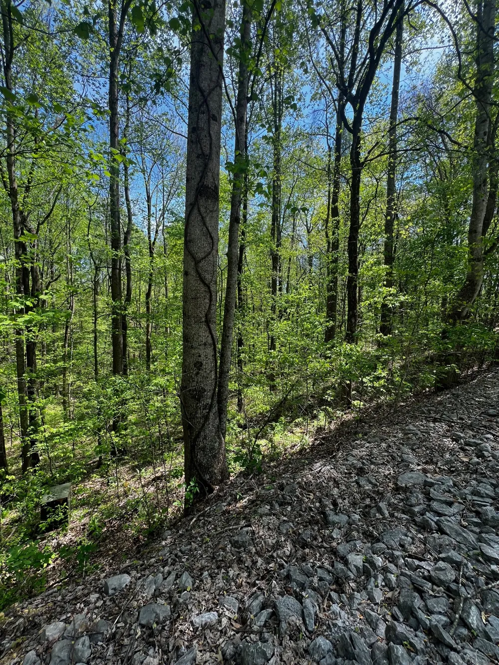 0 Lola Dr Smithville, TN 37166