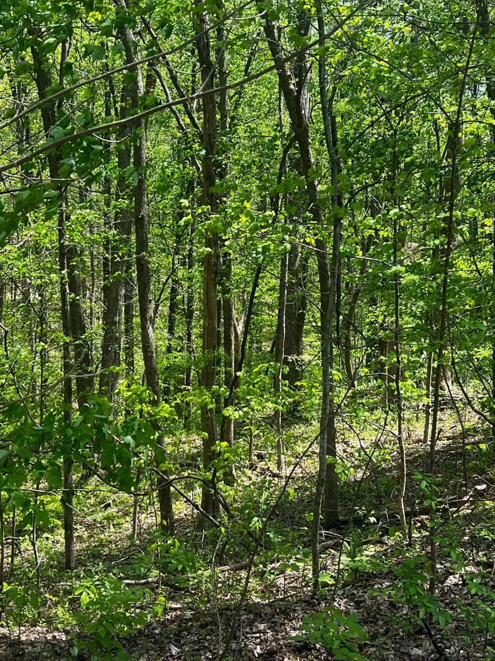 0 Lola Dr Smithville, TN 37166