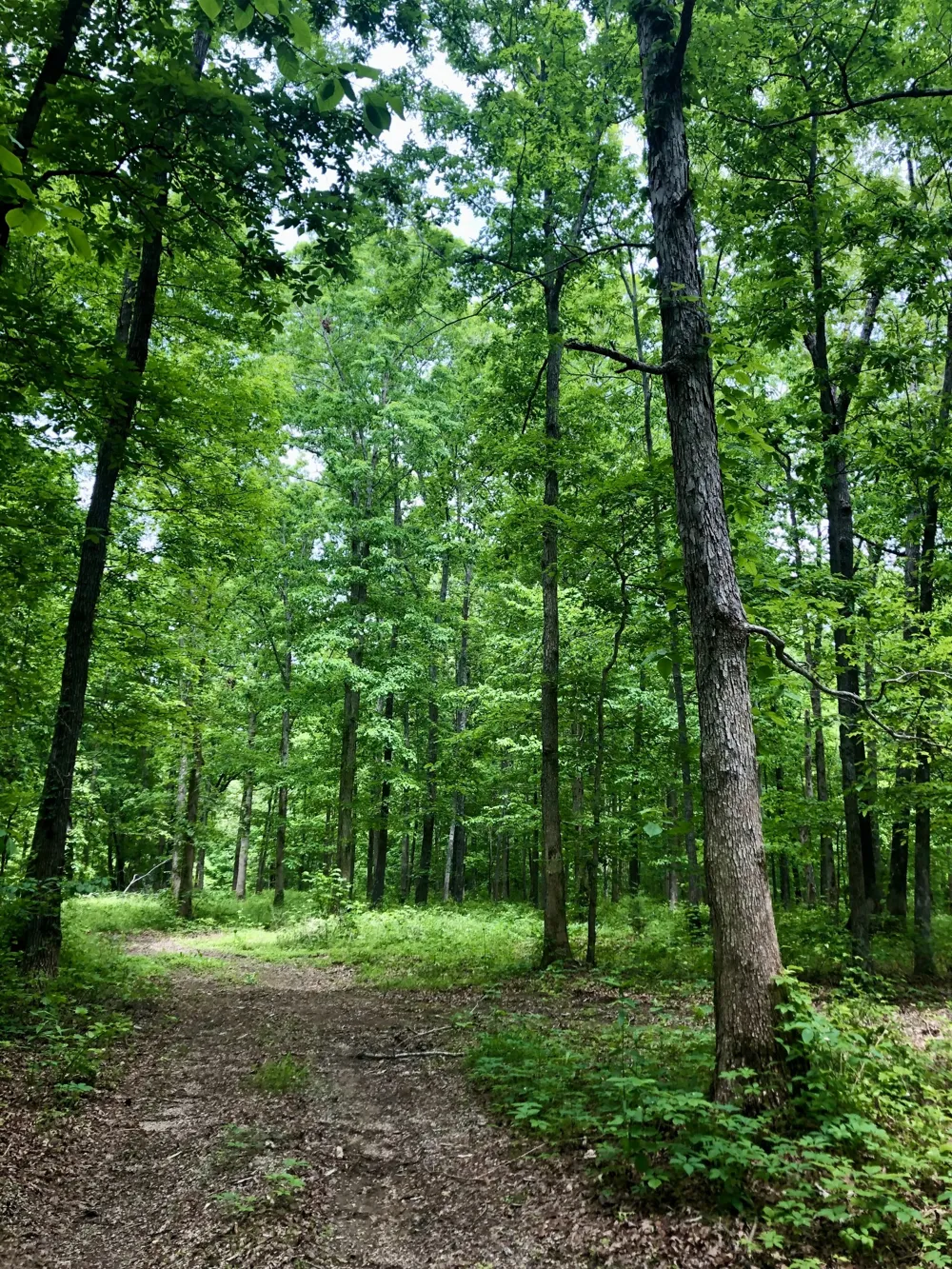 6000 Garrison Springs Rd Franklin, TN 37064