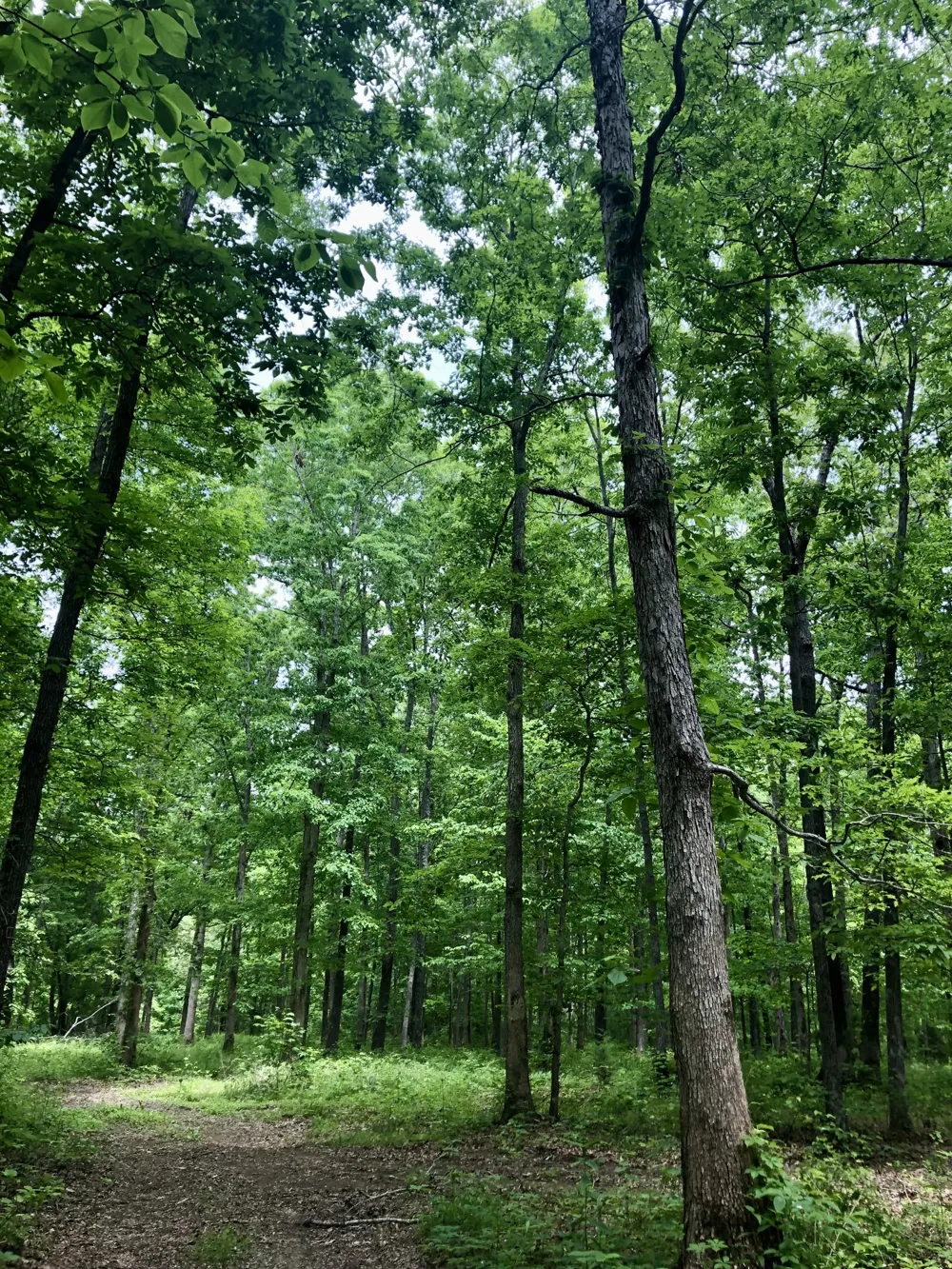 6000 Garrison Springs Rd Franklin, TN 37064