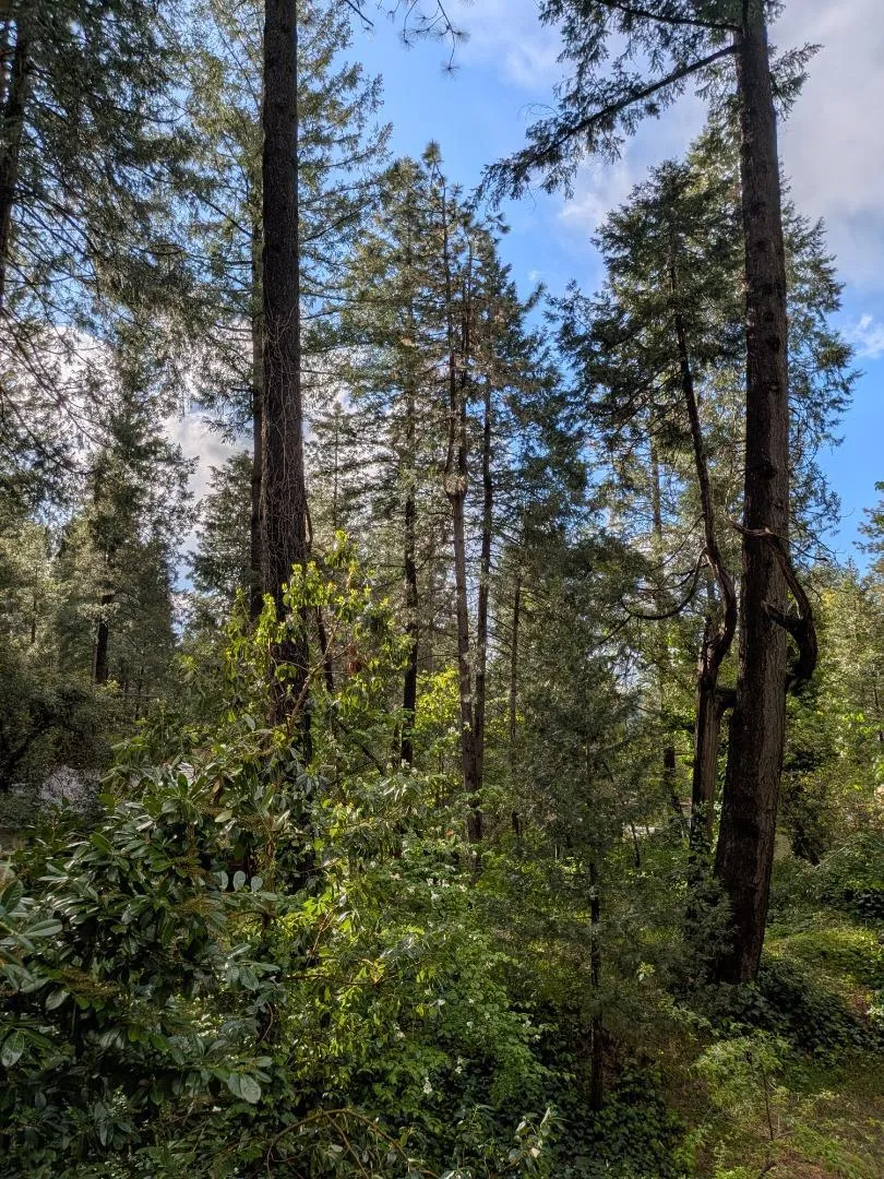 13020 Sadie D Drive Nevada City, CA 95959