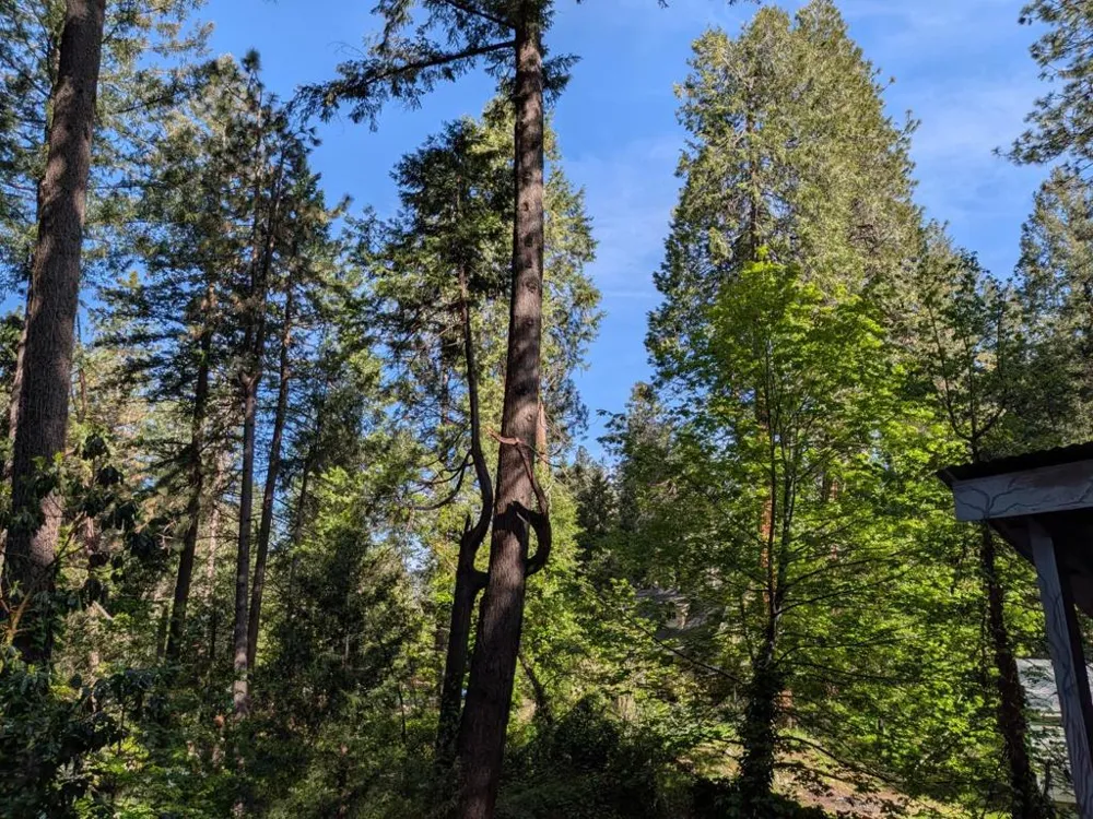 13020 Sadie D Drive Nevada City, CA 95959