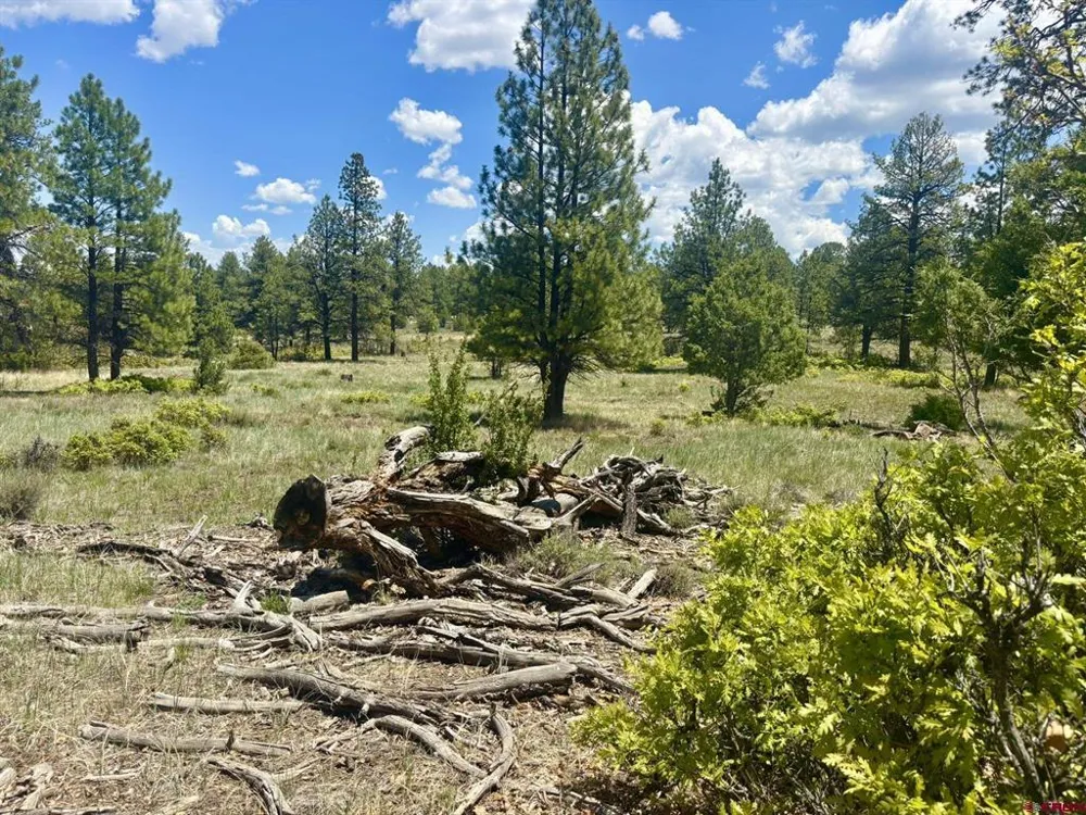 60 Fisher Canyon Drive Ridgway, CO 81432