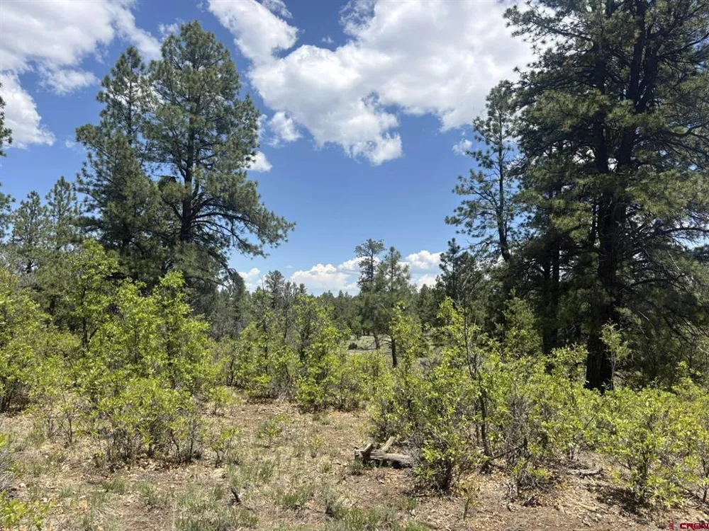 60 Fisher Canyon Drive Ridgway, CO 81432