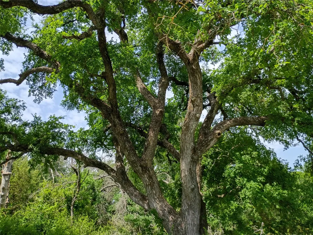 PR 2901 Hamilton, TX 76531