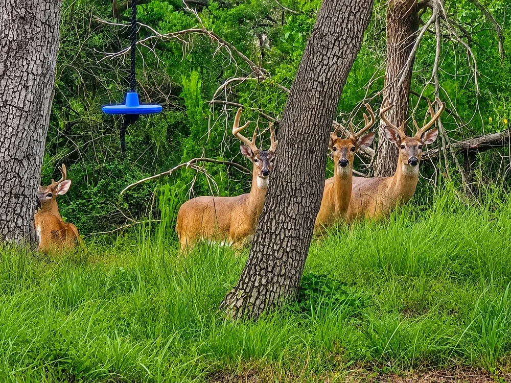330 Live Oak Hills Court San Marcos, TX 78666