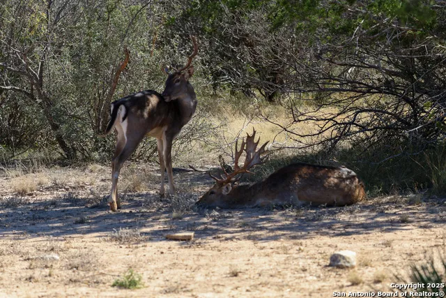 2356 KC 314 Junction, TX 76849