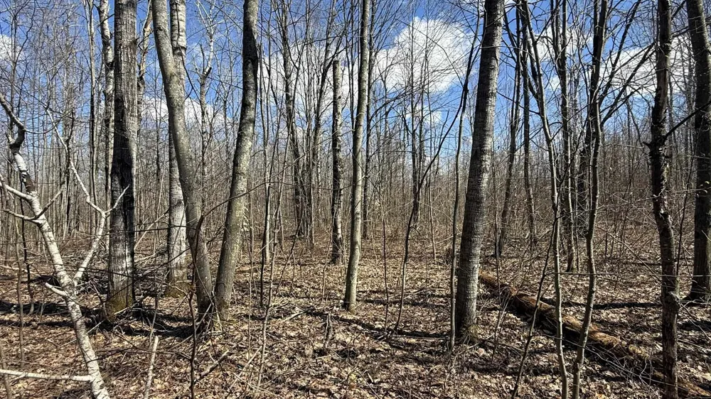 Wyndwood Drive Mancelona Township, MI 49659