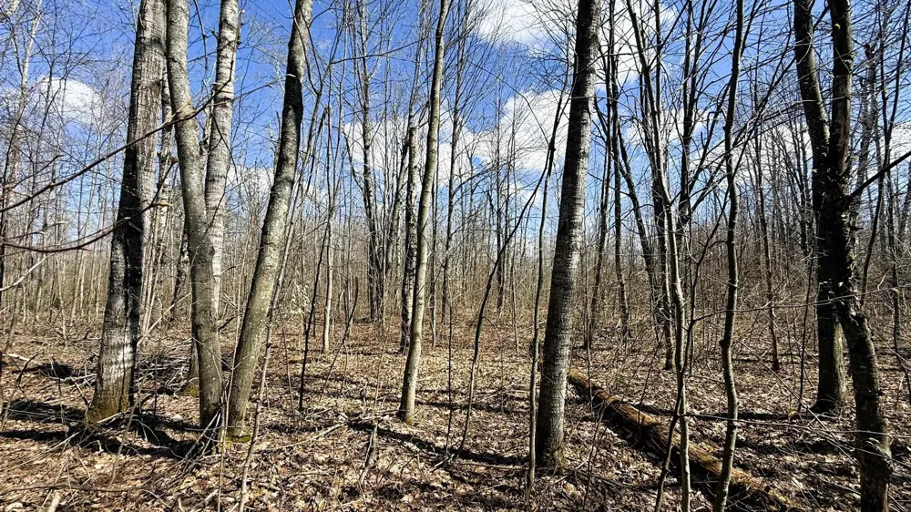 Wyndwood Drive Mancelona Township, MI 49659