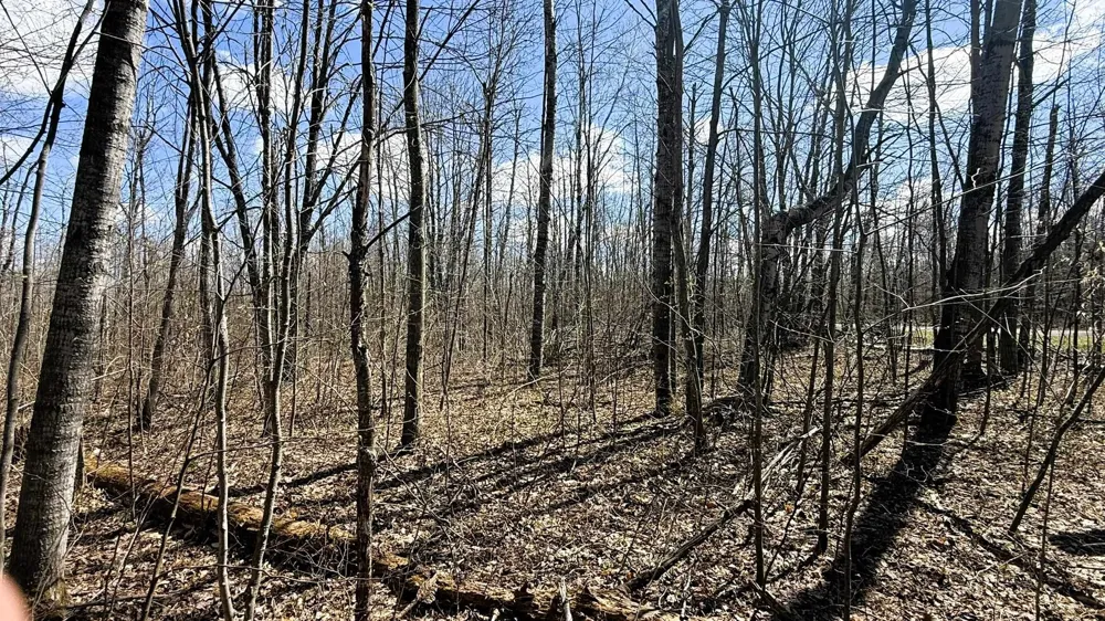 Wyndwood Drive Mancelona Township, MI 49659
