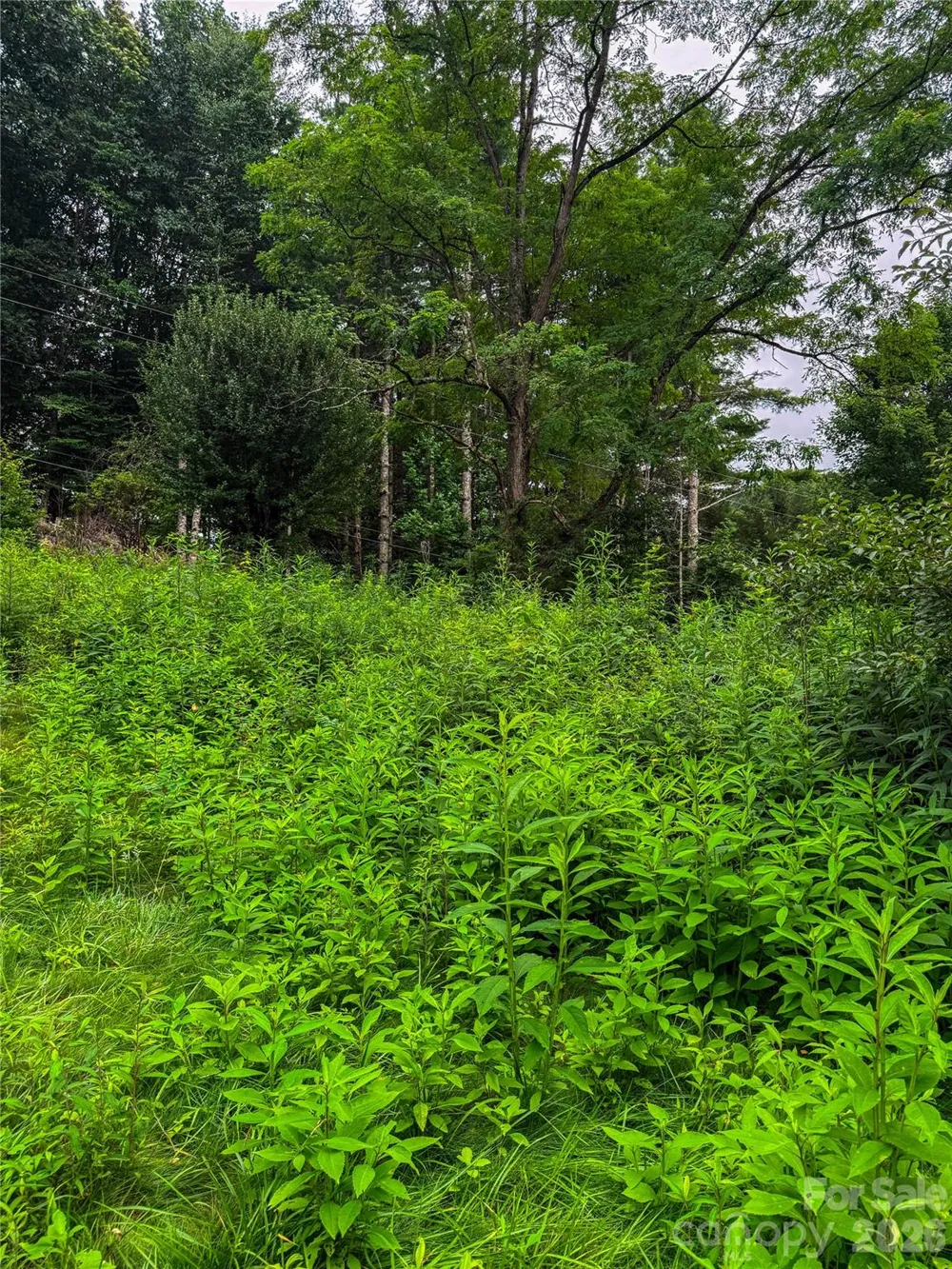 3454 Puncheon Fork Road Mars Hill, NC 28754