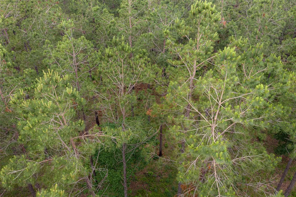 CR 155 Long Branch, TX 75669