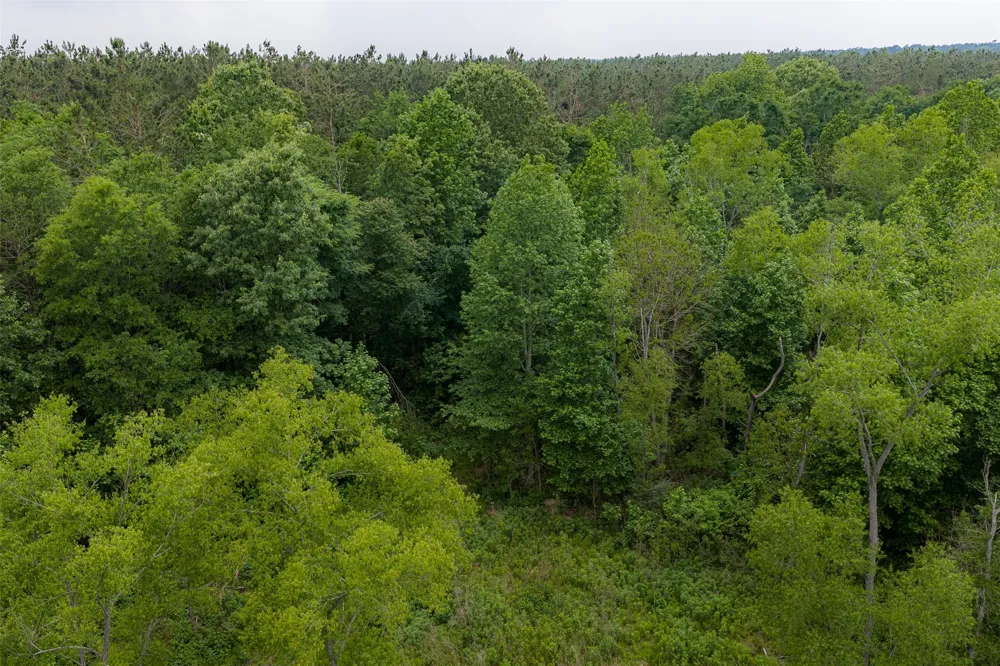 CR 155 Long Branch, TX 75669