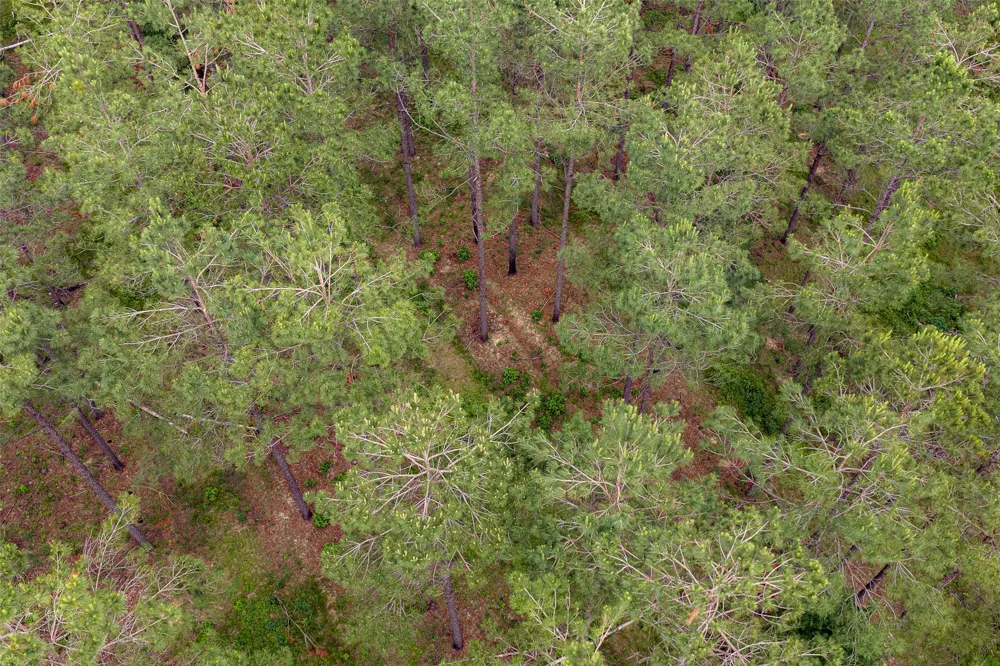 CR 155 Long Branch, TX 75669