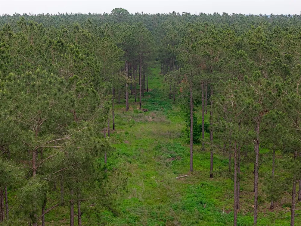 CR 155 Long Branch, TX 75669
