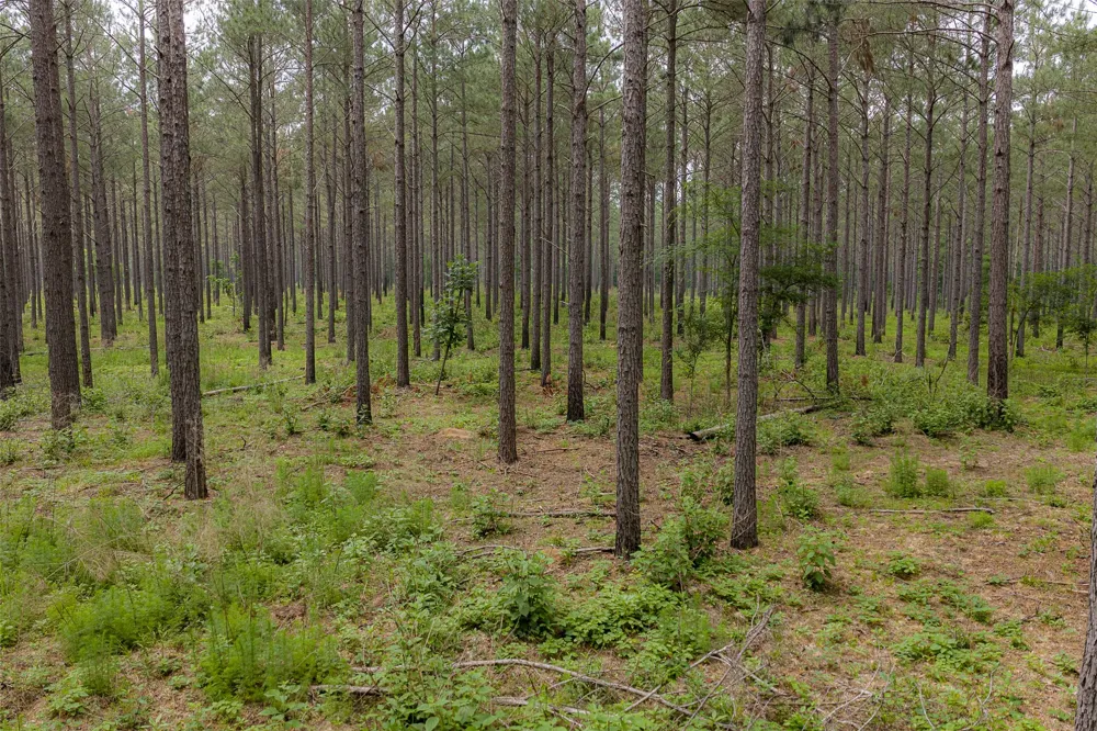 CR 155 Long Branch, TX 75669