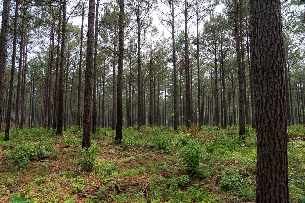 CR 155 Long Branch, TX 75669