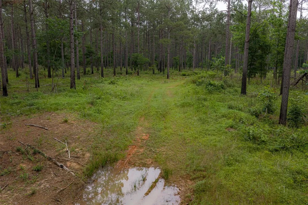 CR 155 Long Branch, TX 75669