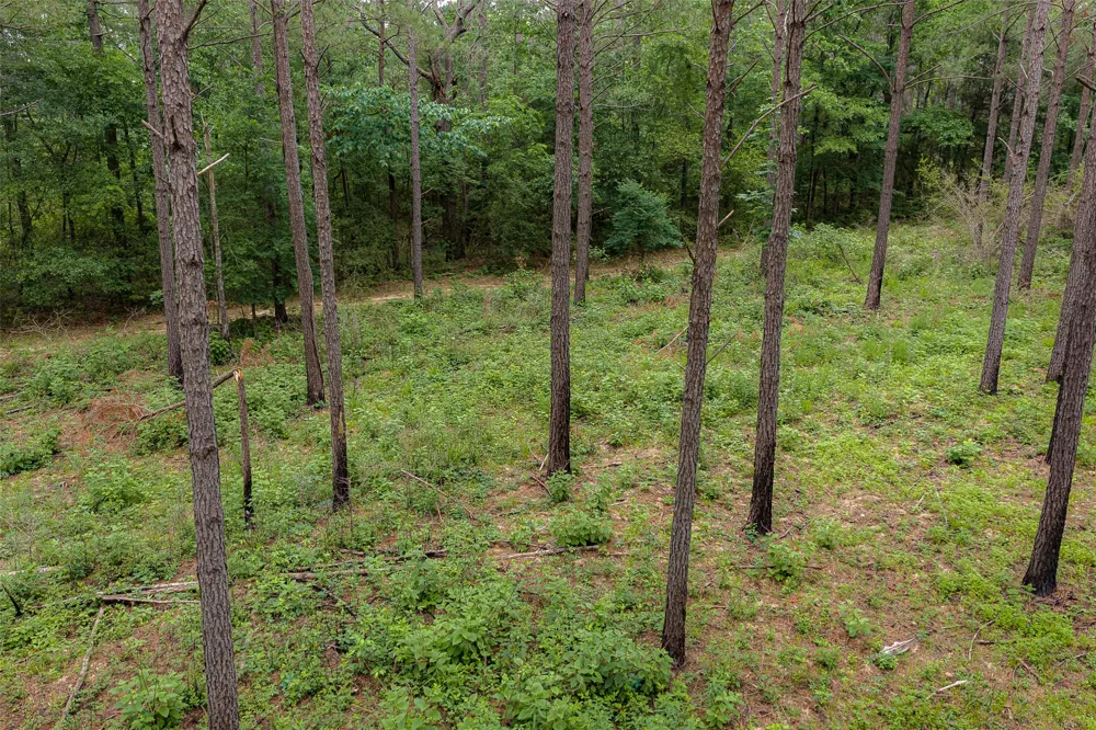 CR 155 Long Branch, TX 75669
