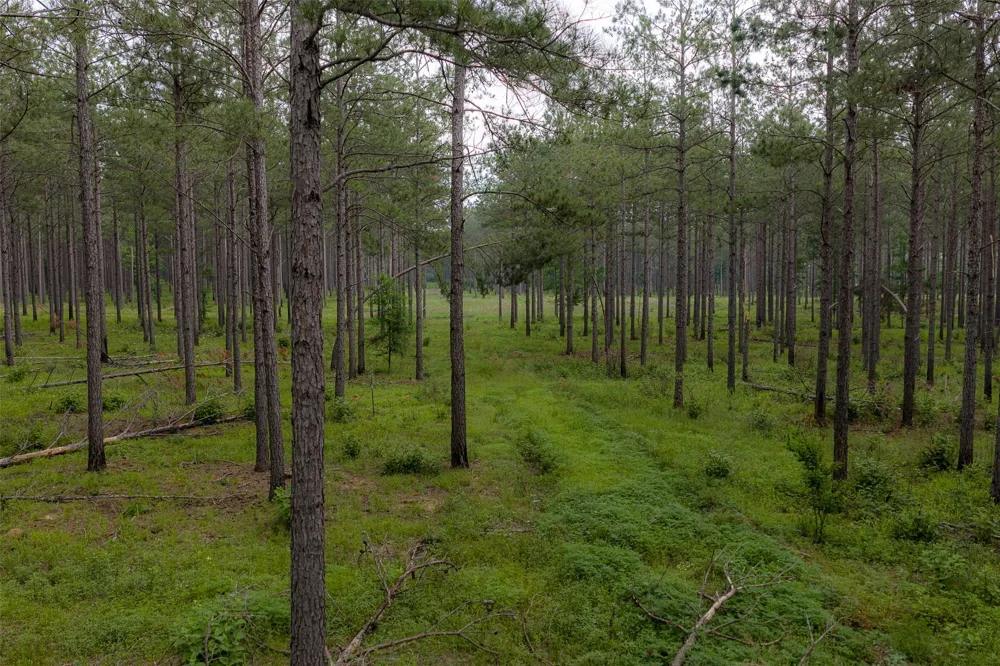 CR 155 Long Branch, TX 75669