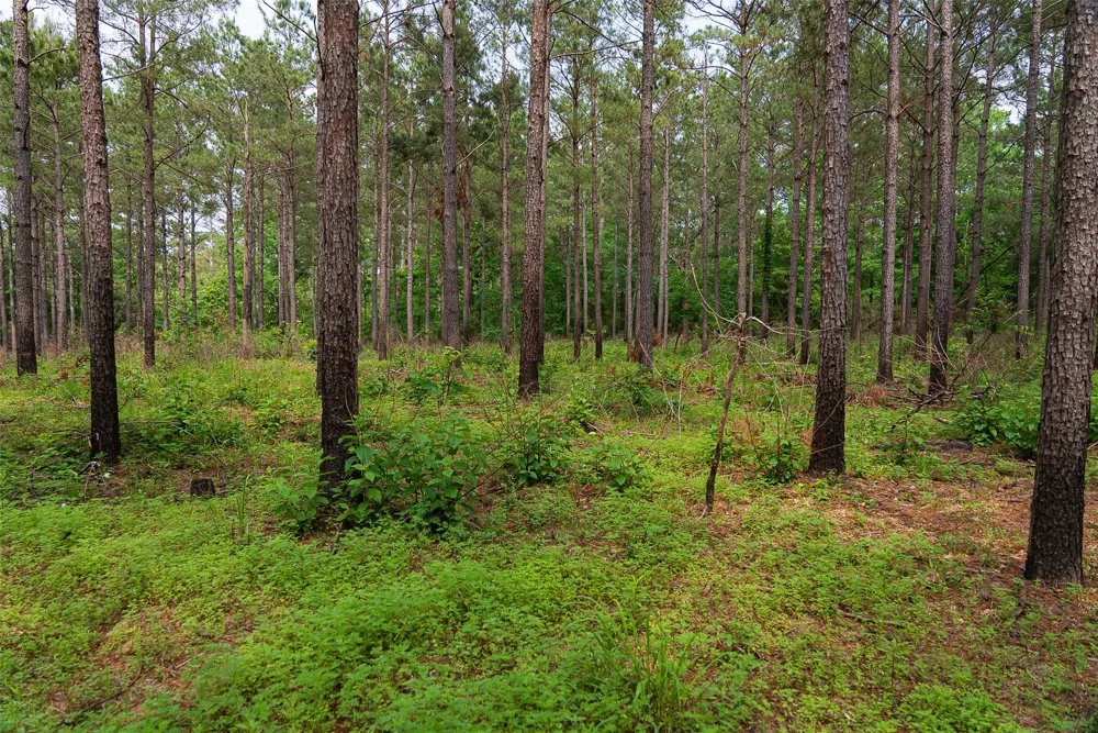 CR 155 Long Branch, TX 75669