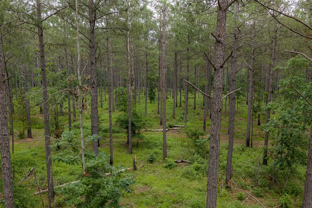 CR 155 Long Branch, TX 75669