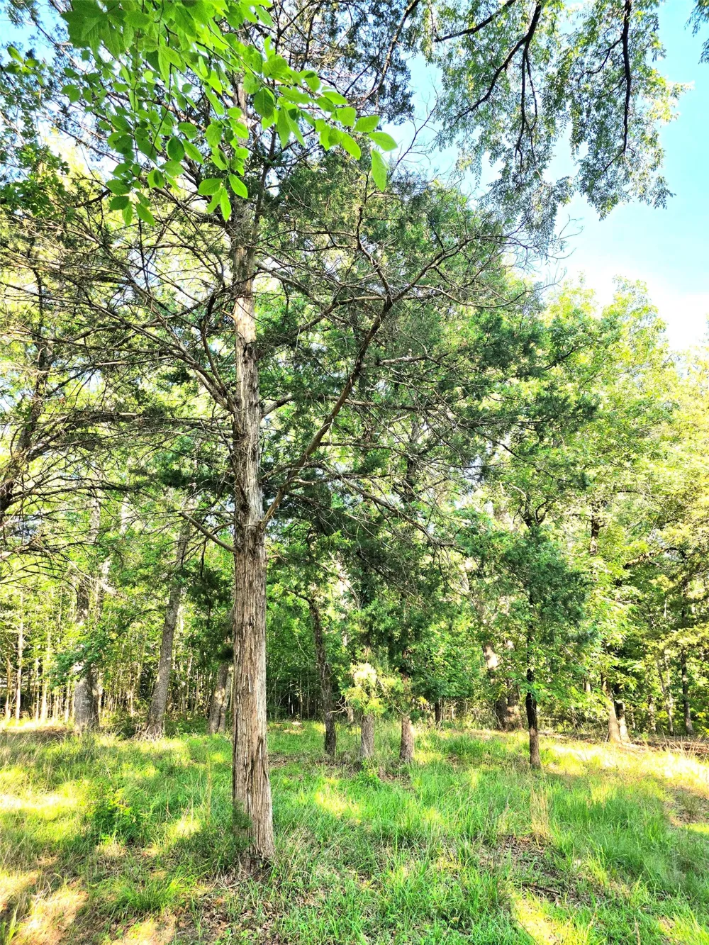 Timber Ridge Larue, TX 75770