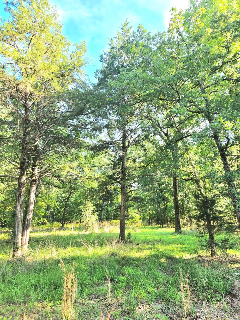 Timber Ridge Larue, TX 75770
