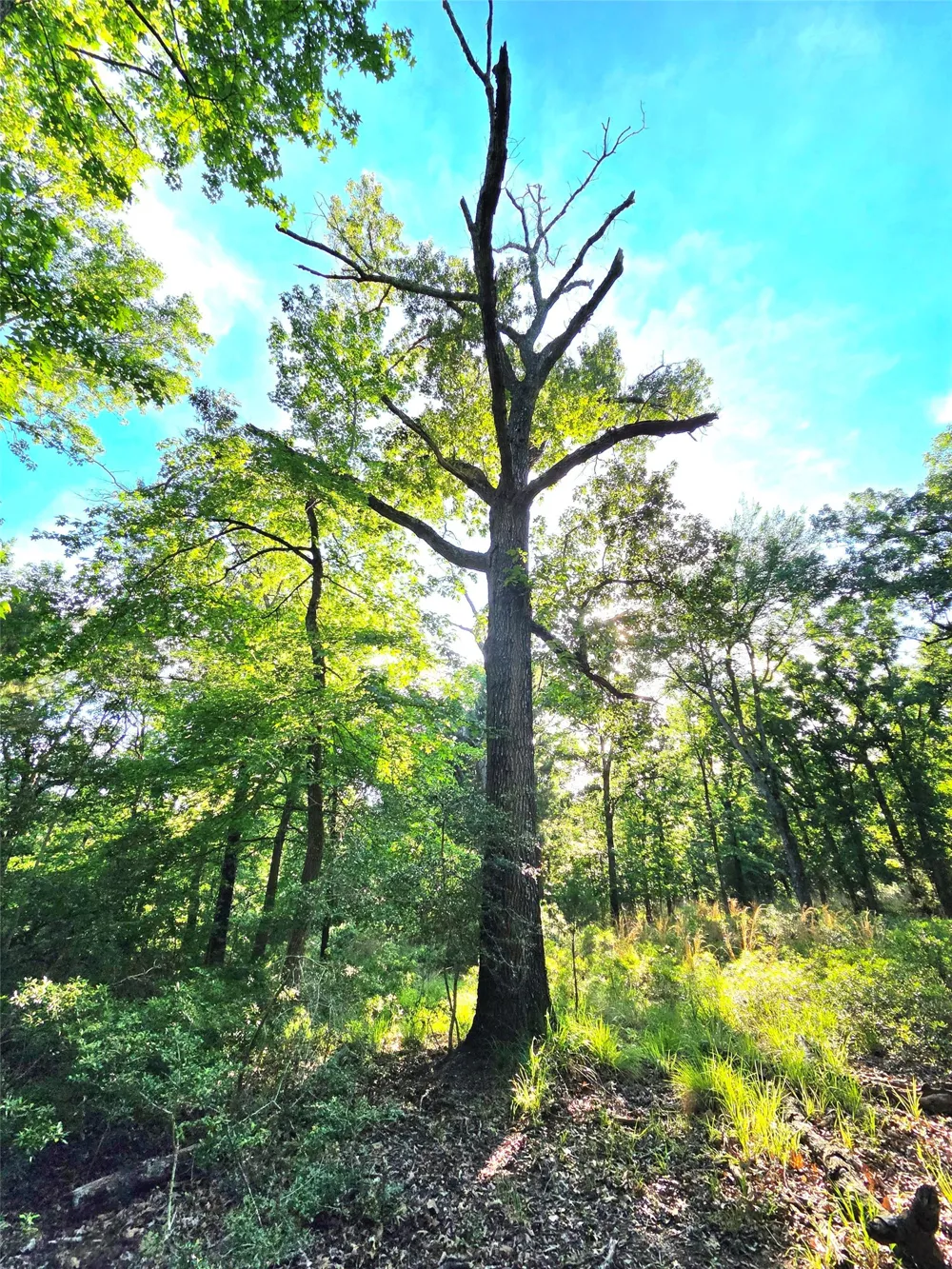 Timber Ridge Larue, TX 75770