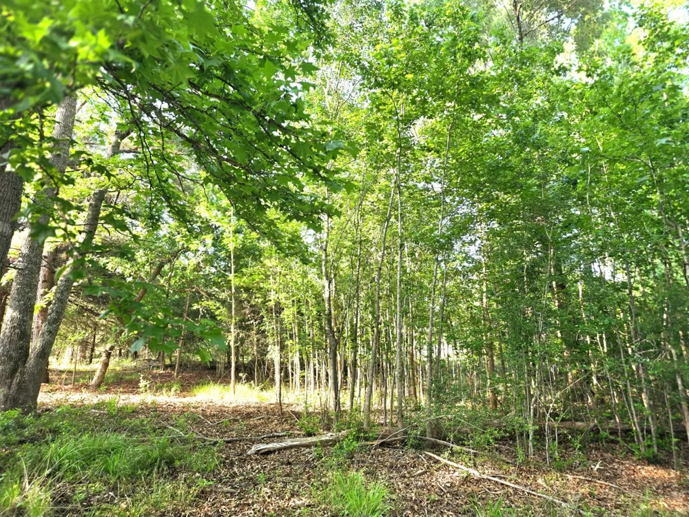 Timber Ridge Larue, TX 75770