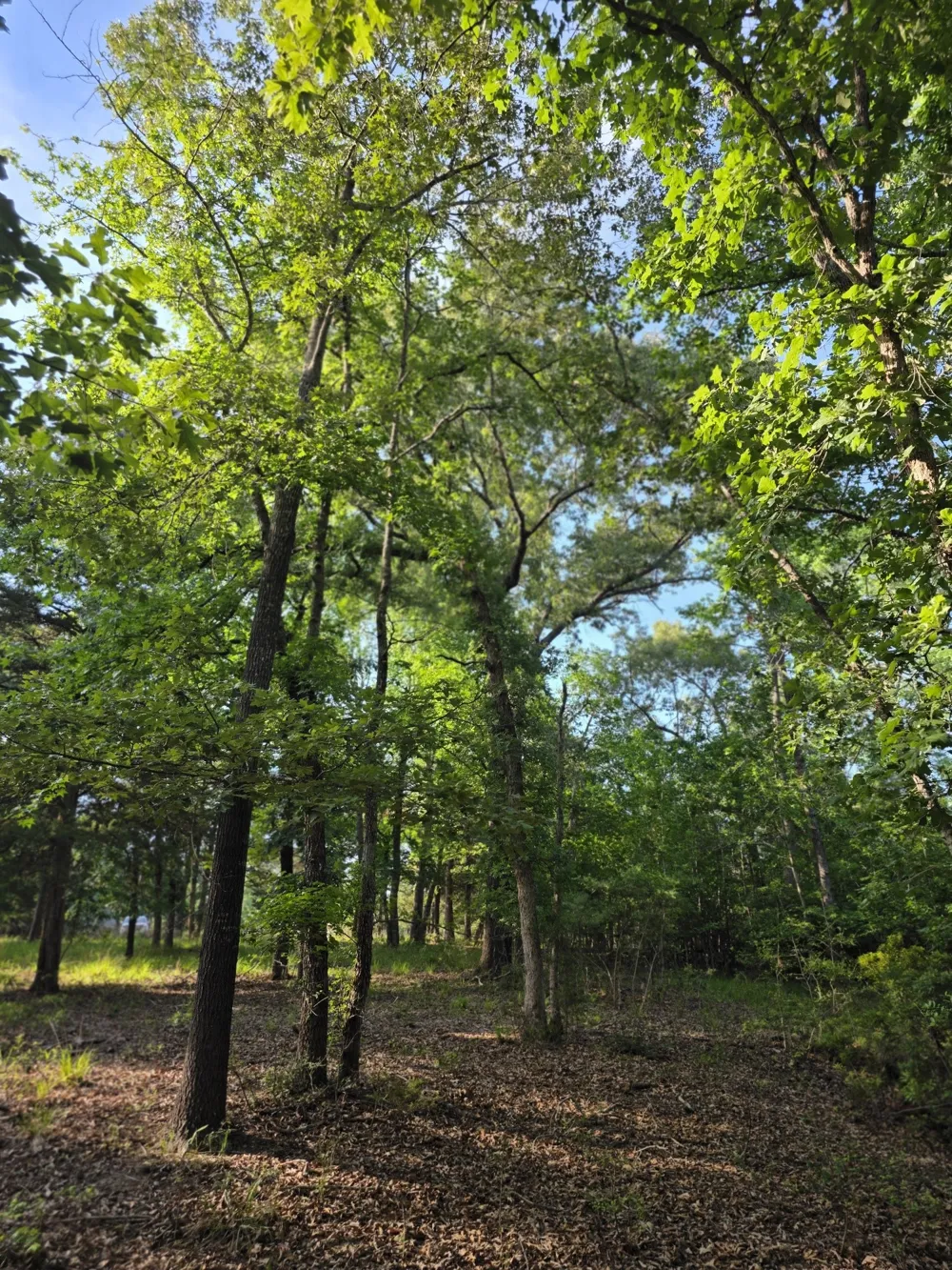 Timber Ridge Larue, TX 75770