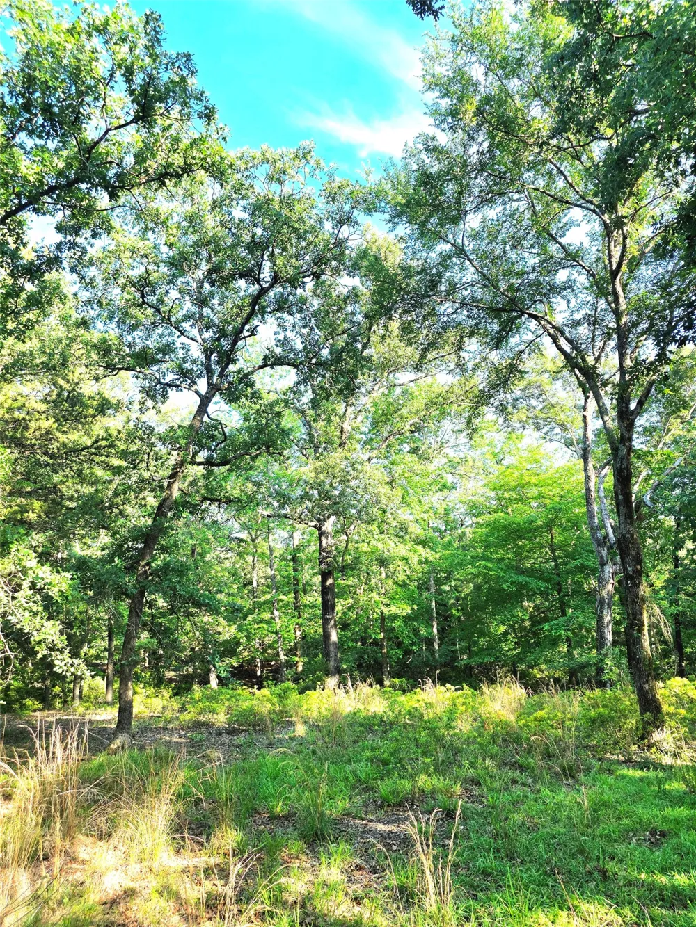 Timber Ridge Larue, TX 75770