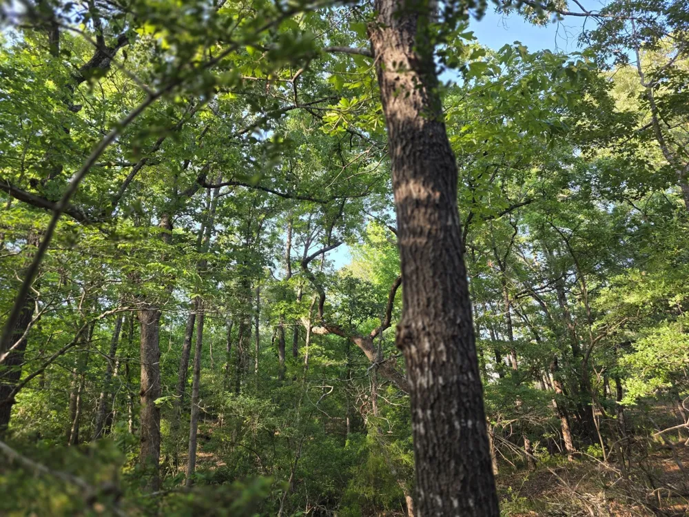 Timber Ridge Larue, TX 75770