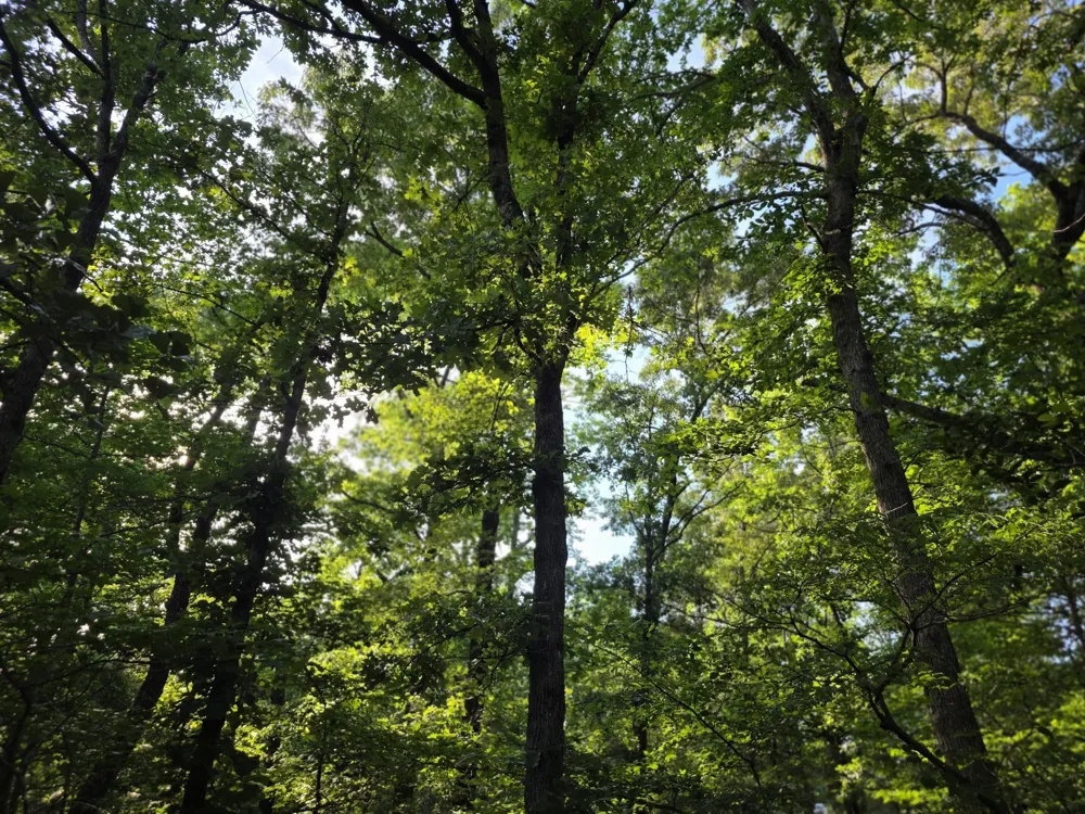 Timber Ridge Larue, TX 75770