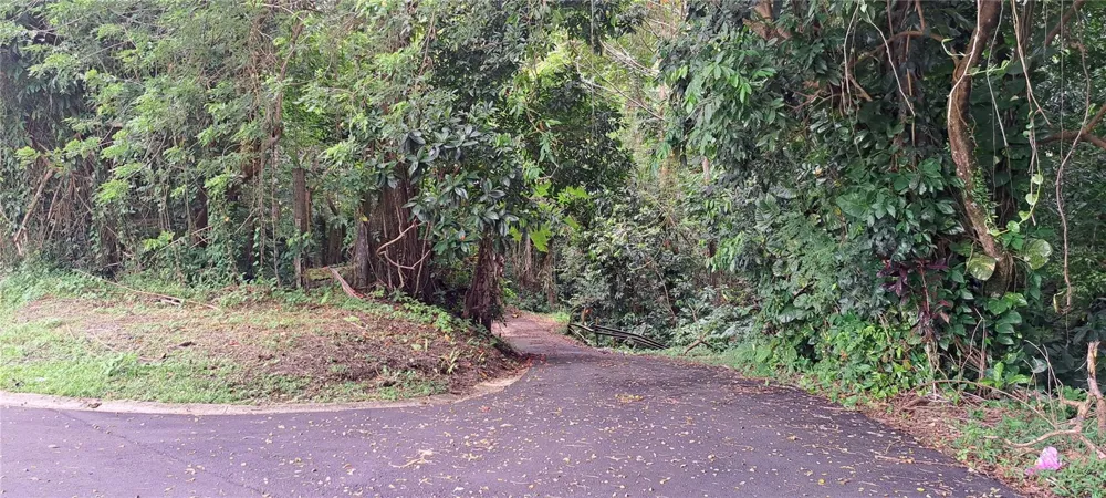 NE BARRIO MAMEYES Rio Grande, PR 00745