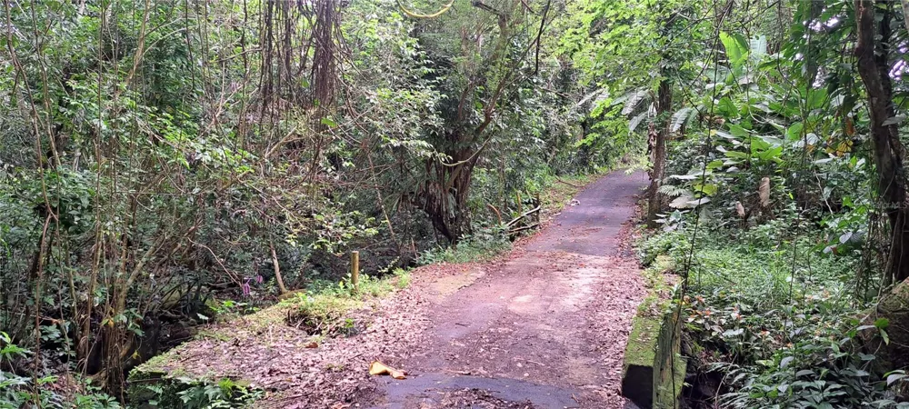 NE BARRIO MAMEYES Rio Grande, PR 00745