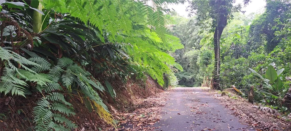 NE BARRIO MAMEYES Rio Grande, PR 00745