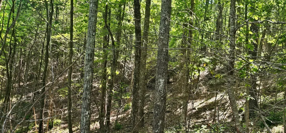 0 Bluffview Dr Dunlap, TN 37327