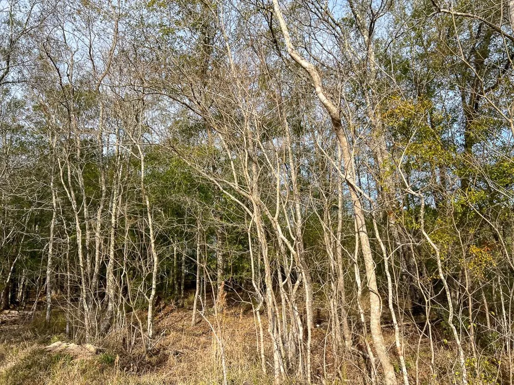 9 Fm 787 Saratoga, TX 77585
